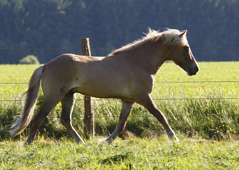 Valur von Heidmoor c.jpg